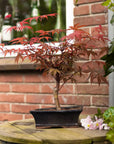 Acer Classique