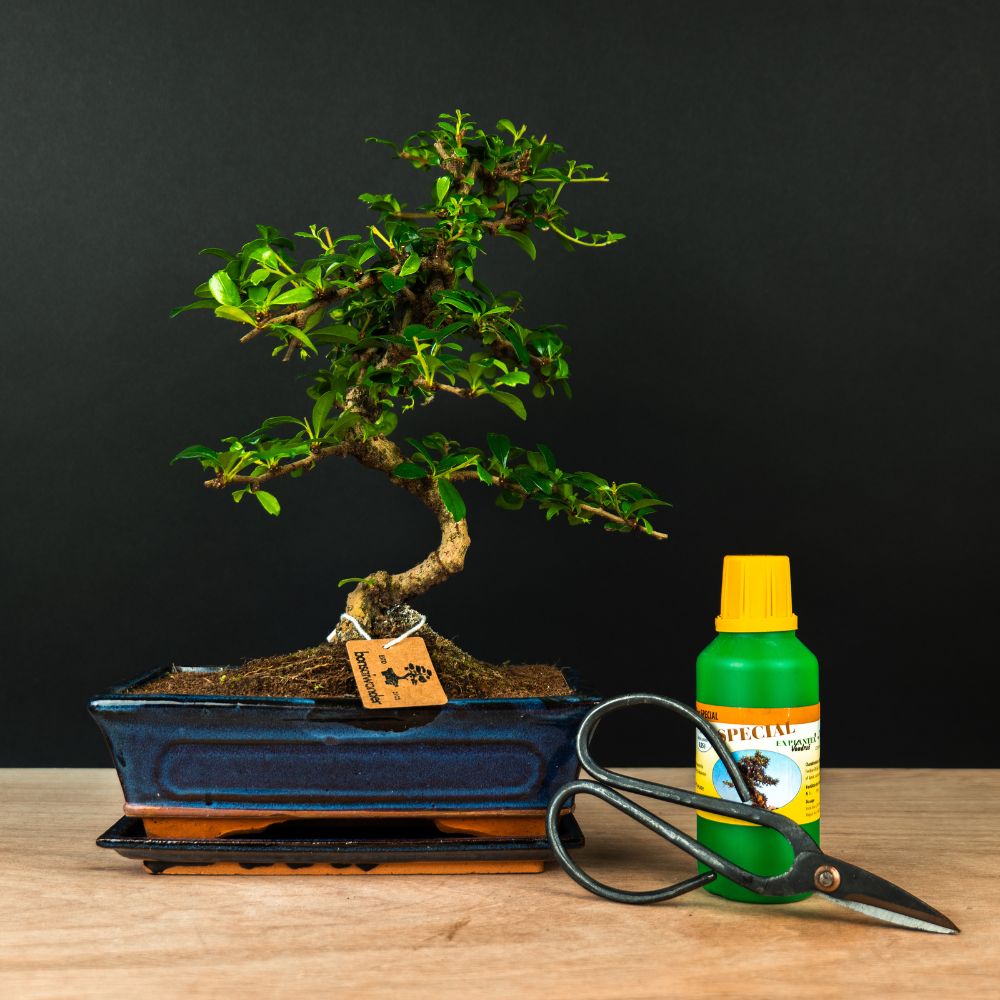 starterset bonsai Carmona Starter Set - 12 years old - Carmona bonsai