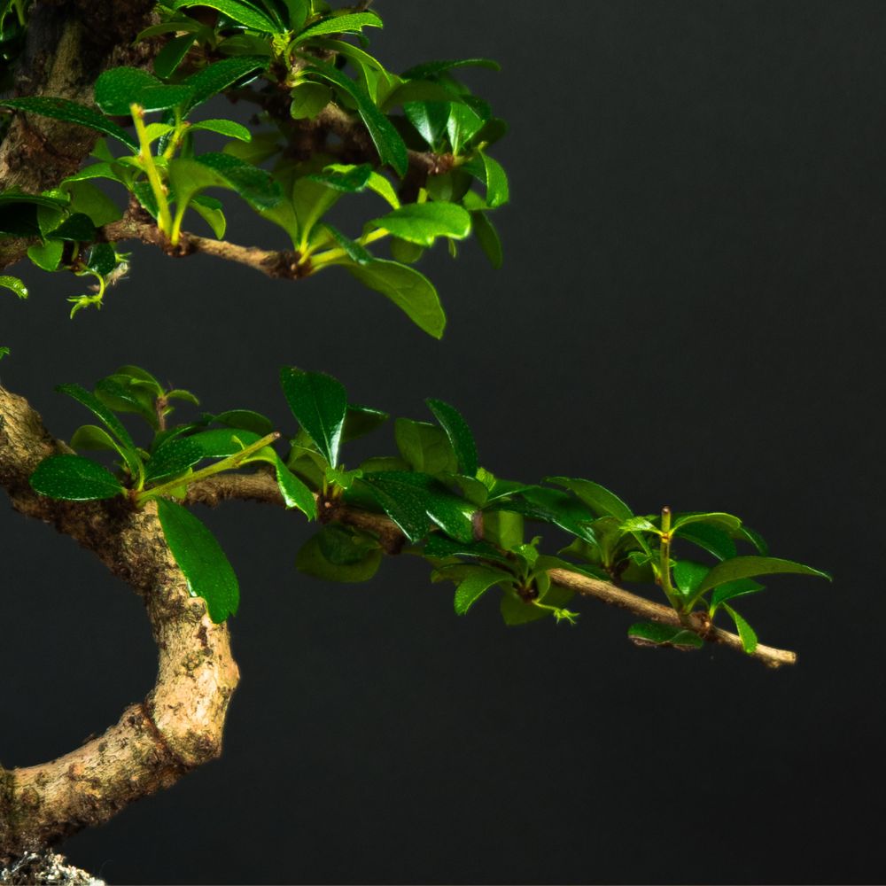 fukientee carmona bonsai Carmona Starter Set - 12 years old - Carmona bonsai