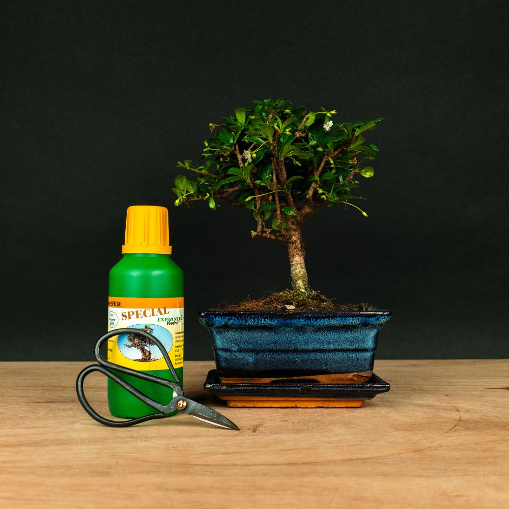 bonsai tree starter Carmona Ki - Bonsai – Elegant Fukien Tea, 25 cm