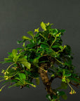 Carmona Midori