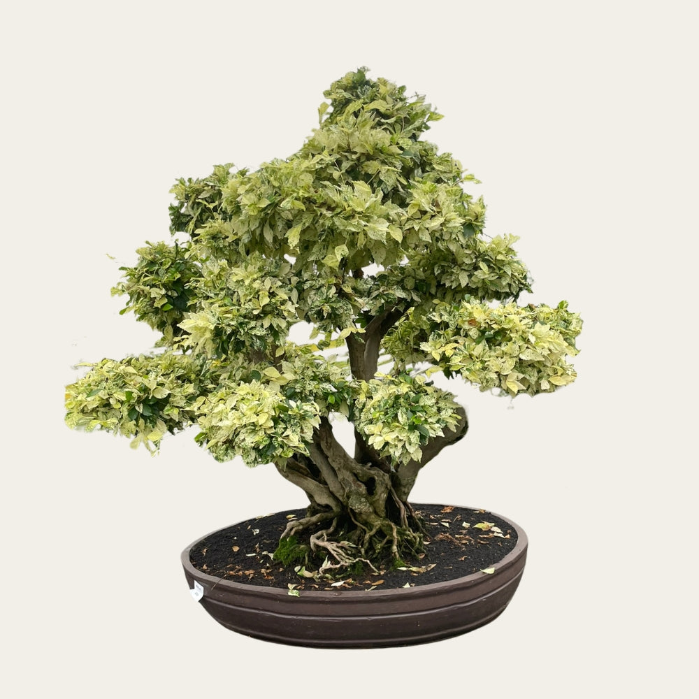 bonsai duranta Duranta Nr.39