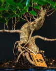 Kit de démarrage Ficus - complet