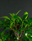 Kit de démarrage Ficus - complet
