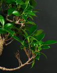 Kit de démarrage Ficus - complet