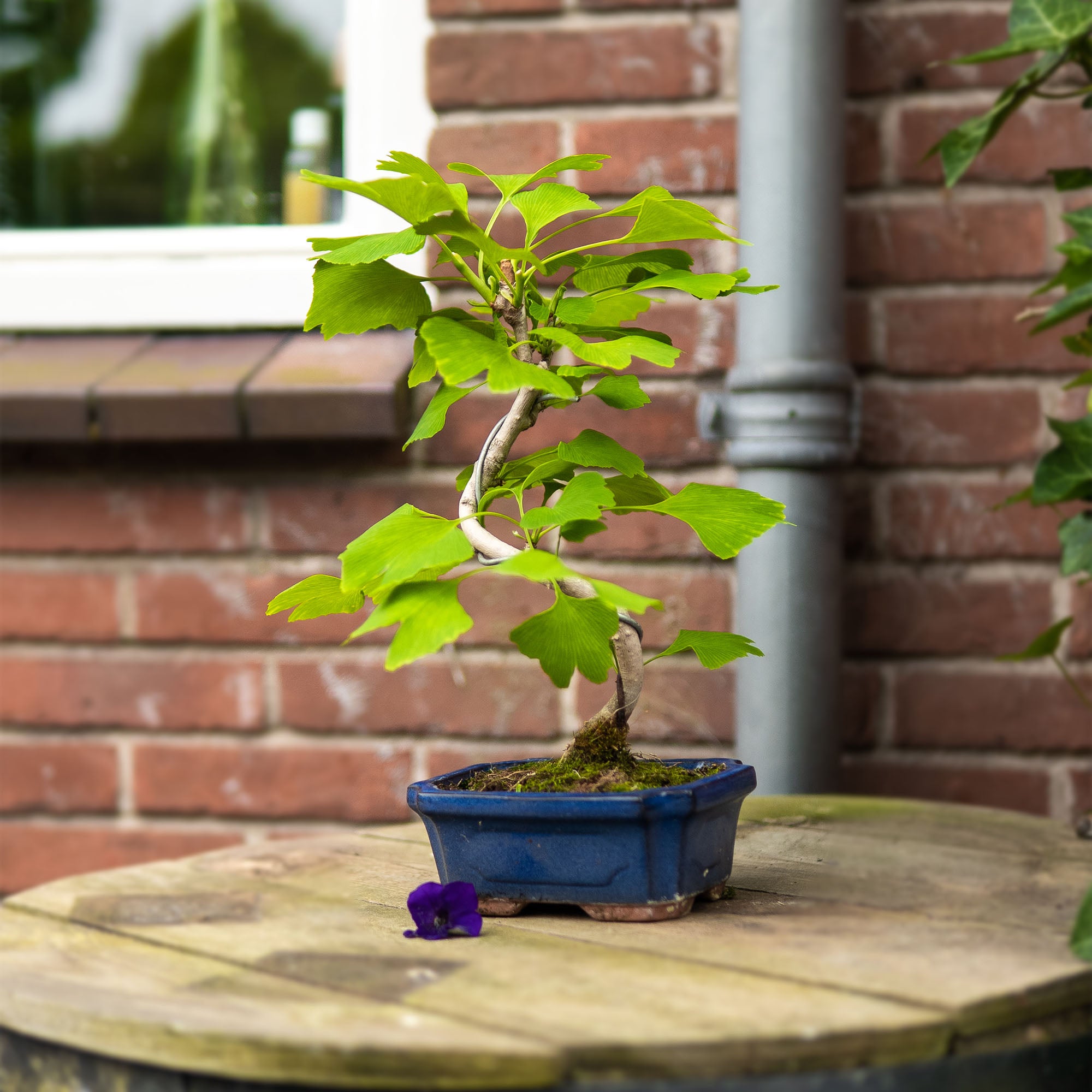 Ginkgo Classic