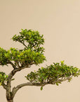 ILEX Classique