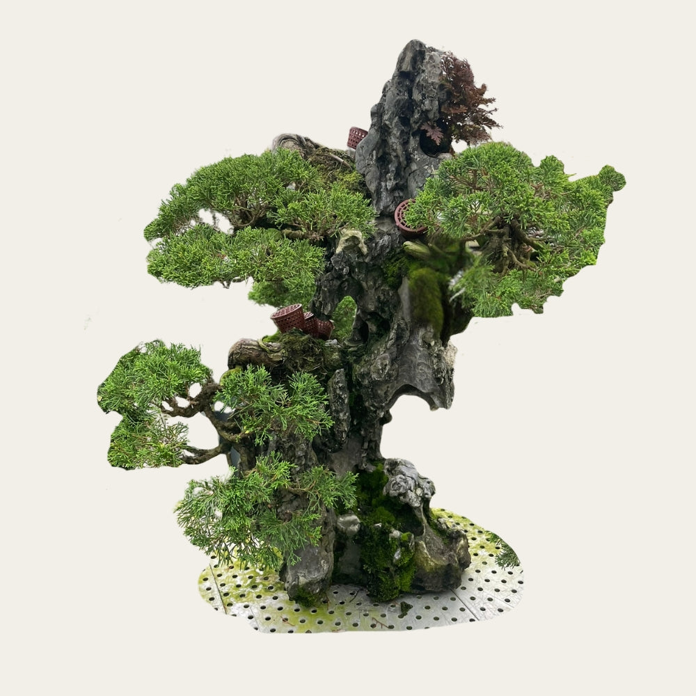 Juniperus Nr.32 - Bonsai 15 years – Unique on rock - Bonsaiwonder