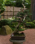 Juniperus Nr.42