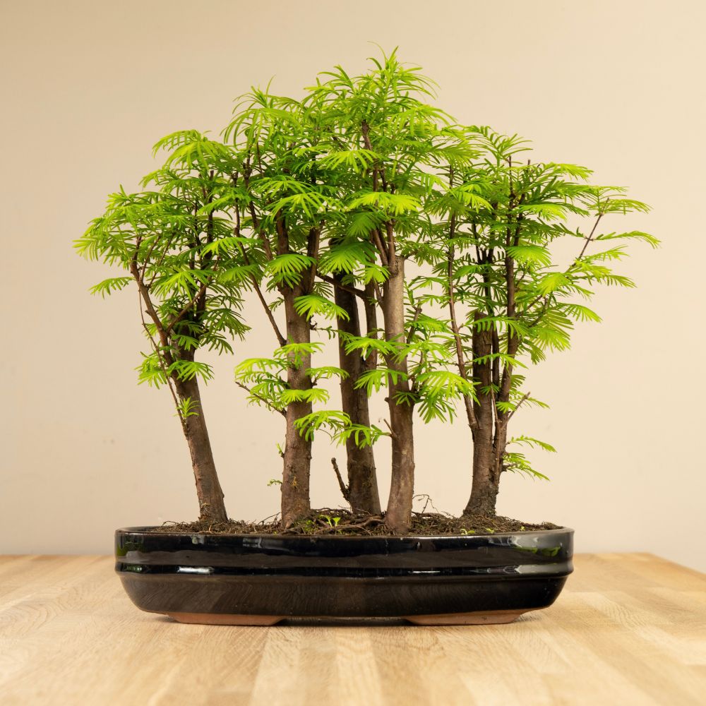 forest bonsai tree Bonsaiwonder | Metasequoia Forest XL