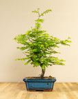 Metasequoia Classic