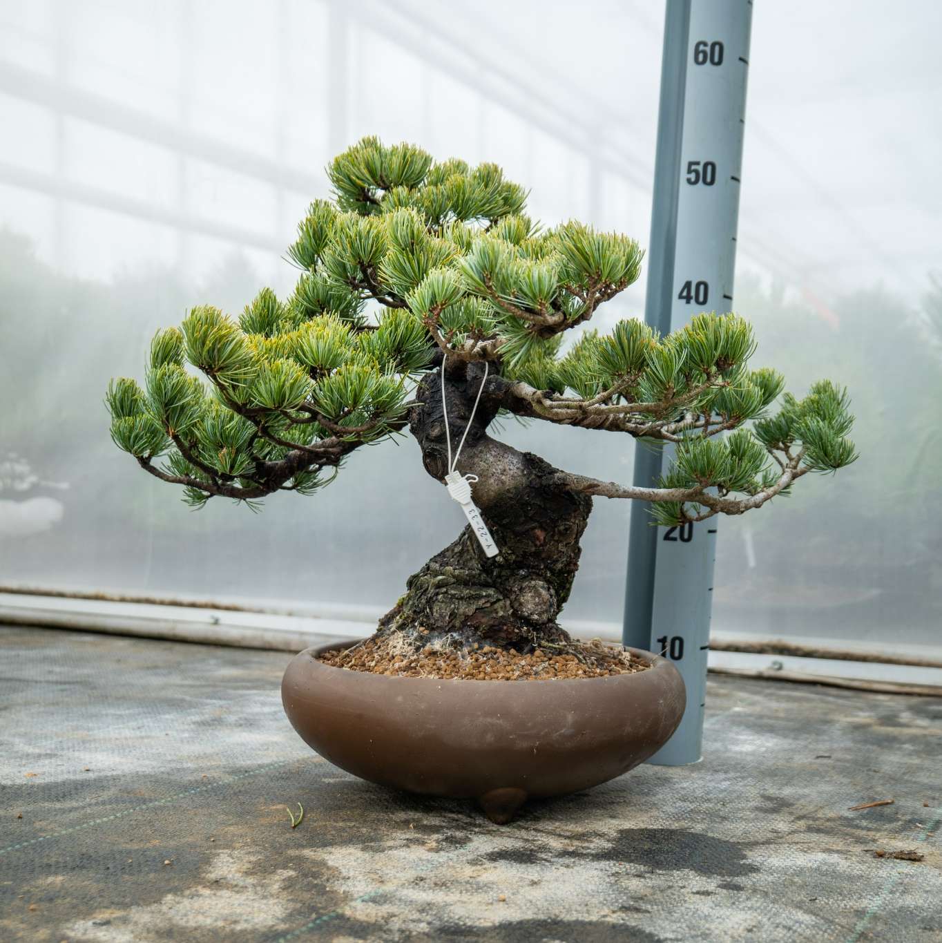Bonsaiwonder | Japanese bonsai - Pinus Parviflora Nr.11 - bonsai
