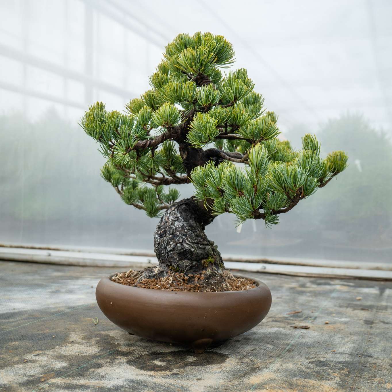 Bonsaiwonder | Japanese bonsai - Pinus Parviflora Nr.11