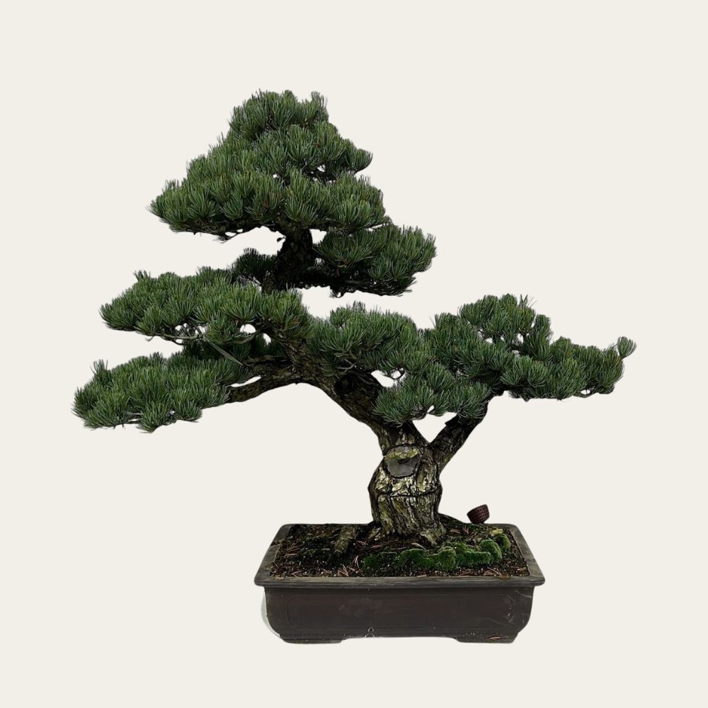BONSAIページ Halifax Seed Company - Grow Bonsai