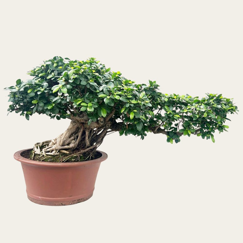 Ficus Nr.44 - bonsai de 30 ans – Pièce unique