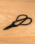 Kit de démarrage Ficus - essentiel