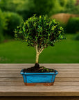 Test bonsai