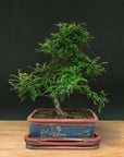 Zanthoxylum (Édition limitée)