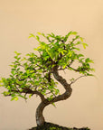 Zelkova Tennen