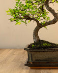 Zelkova Tennen