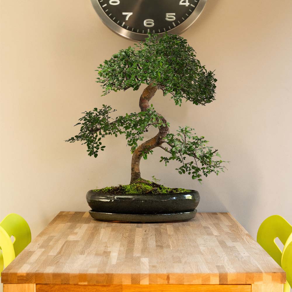 Bonsai tree | Zelkova Chōkei – bonsaiwonder®