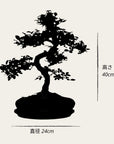 Zelkova Sensai
