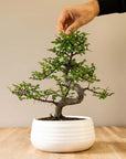Zelkova Marui (wit) met hand