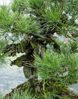 Pinus Thunbergii nr.02