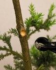 bonsai concave cutter