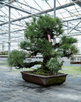Pinus Thunbergii nr.02