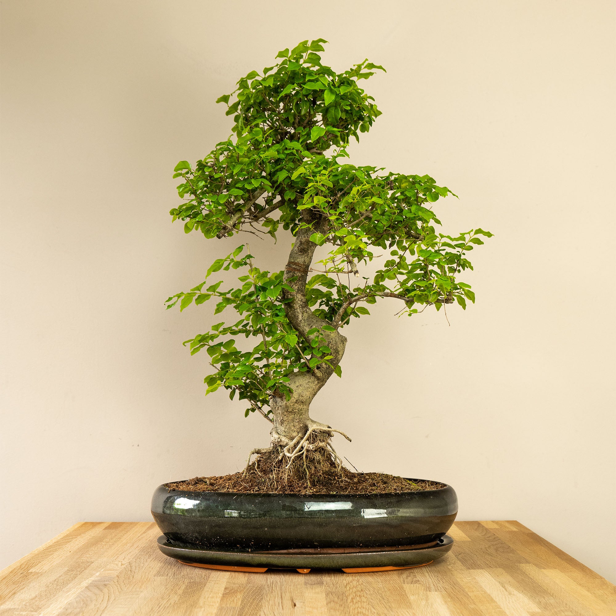 Ligustrum