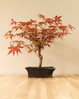 Acer Classique