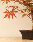 Acer Classique