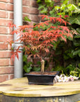 Acer Classique