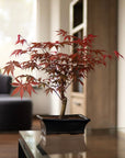 Acer Classique