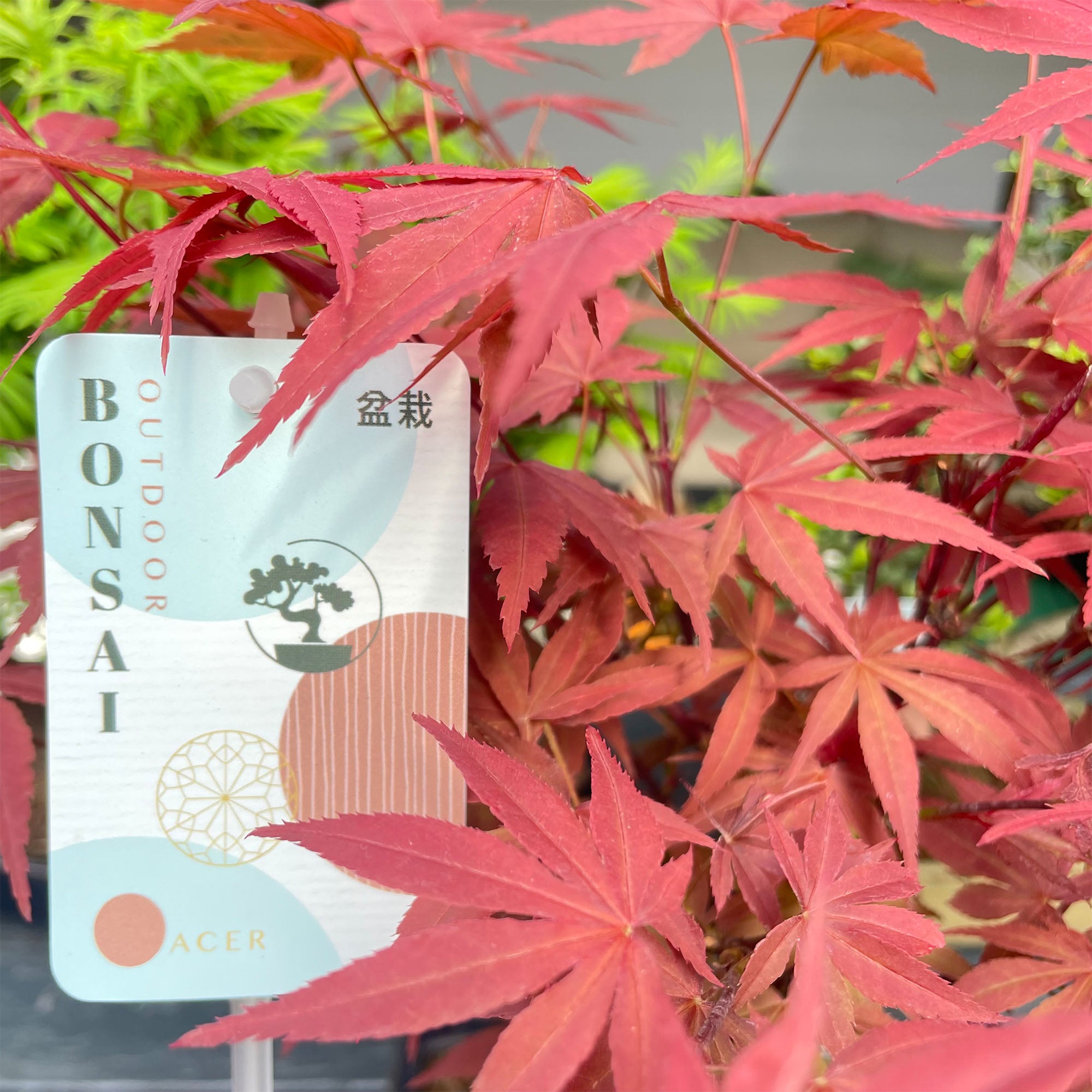 Acer Classique