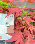 Acer Classique