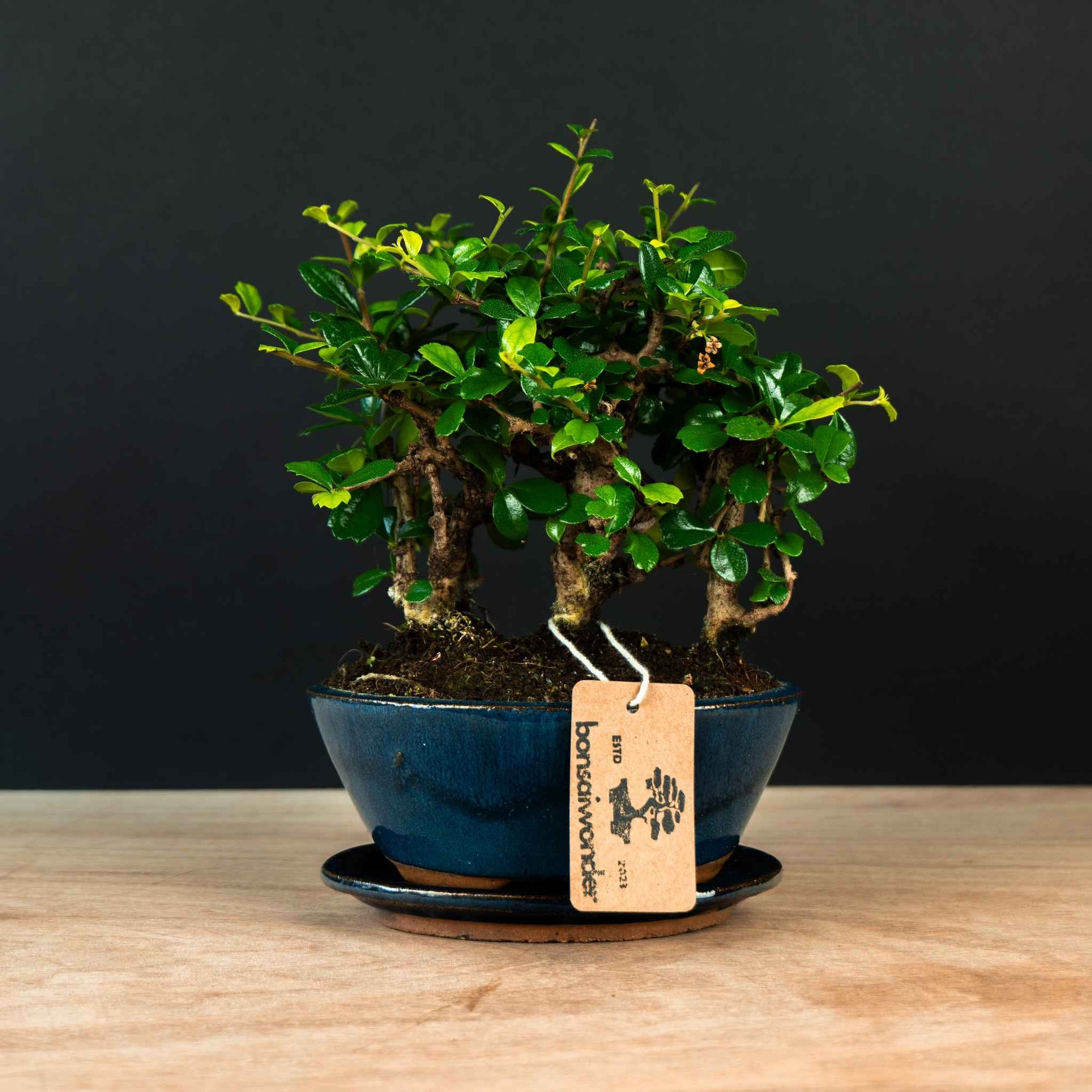 bonsai tree carmona Carmona Forest - 5 years old - indoor bonsai