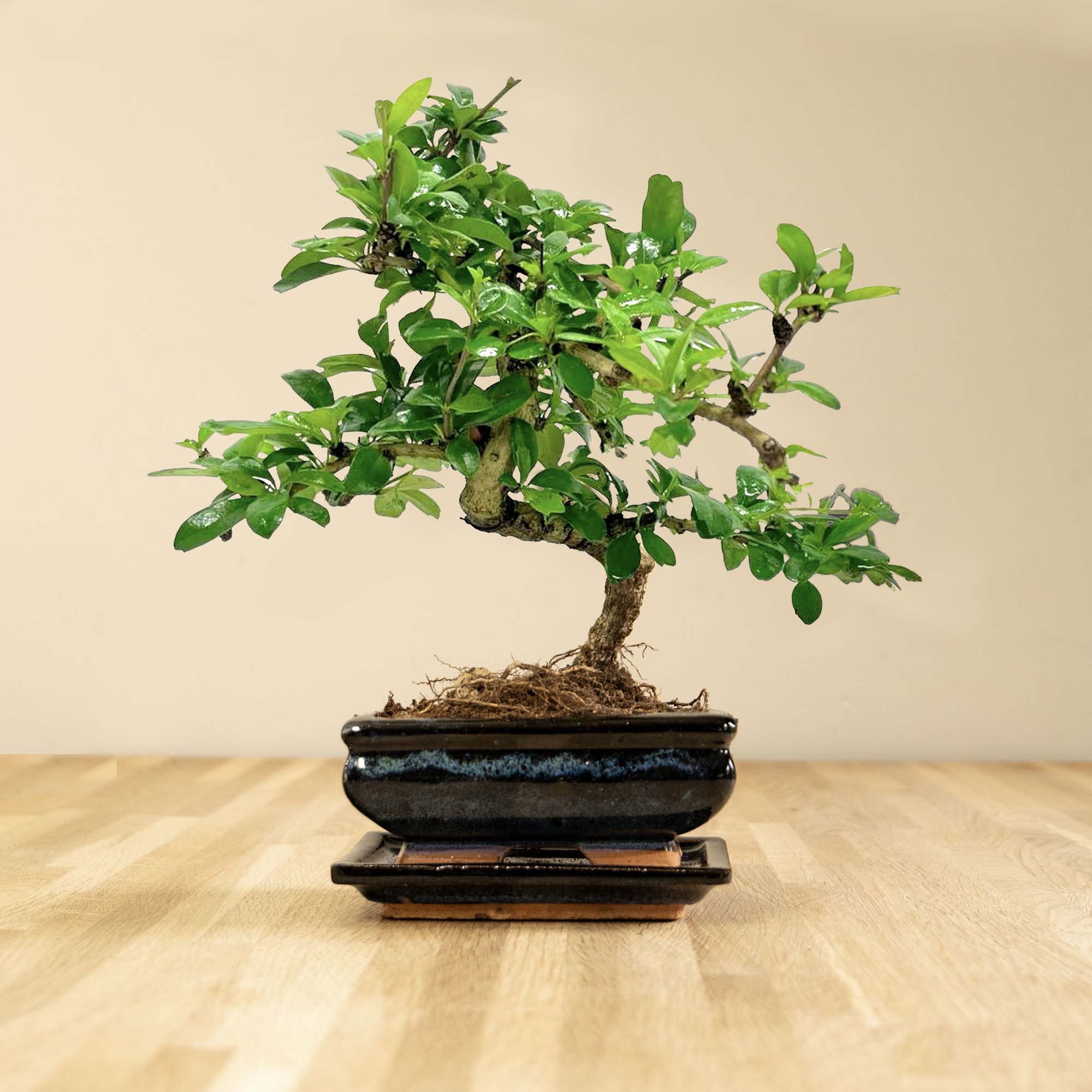 週末値下CARDIFF CRAFT BONSAI 158 LIMITED Carmona Katachi - 6 years old - indoor bonsai | Bonsaiwonder®