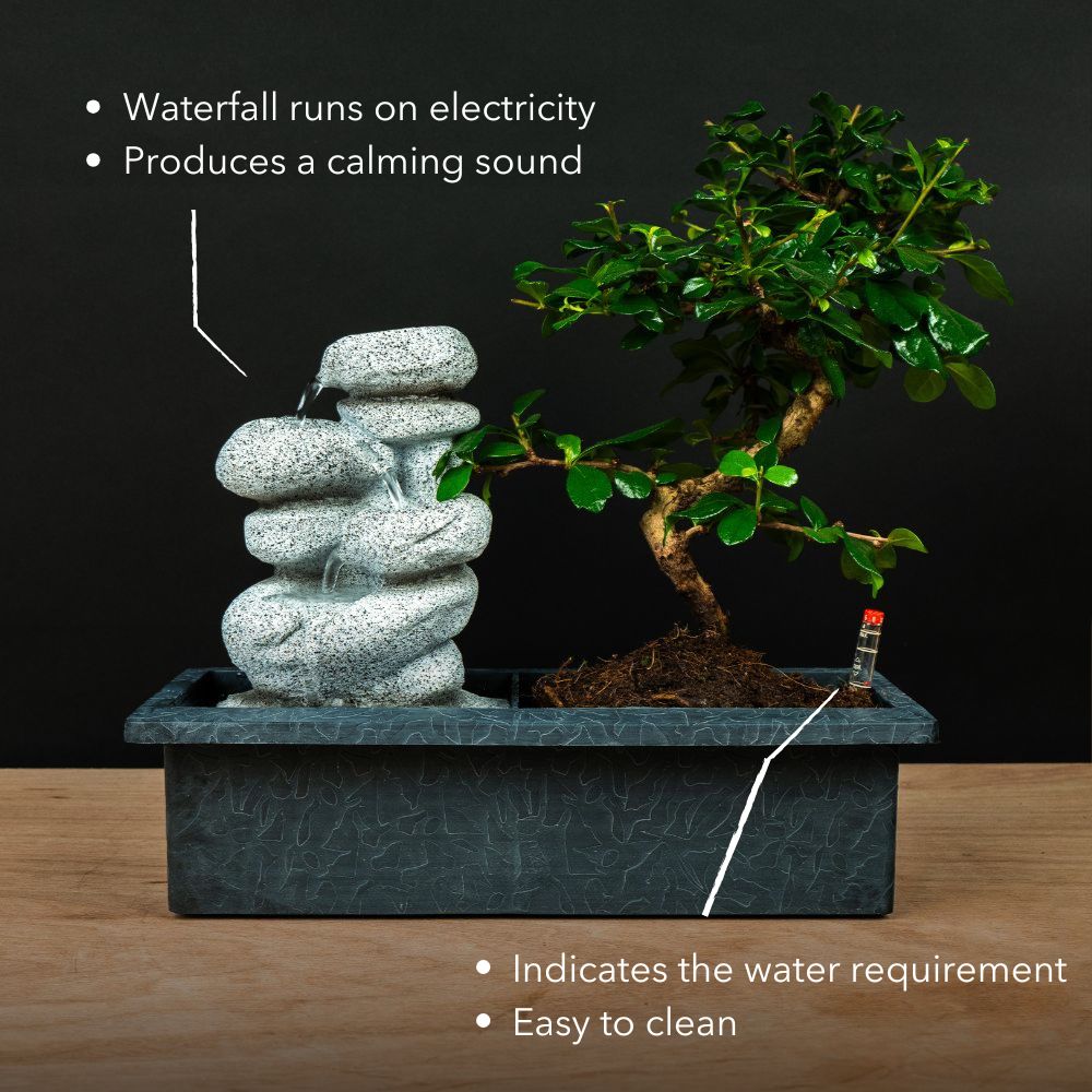 bonsai tree waterfall Carmona Taki - Bonsai with working waterfall