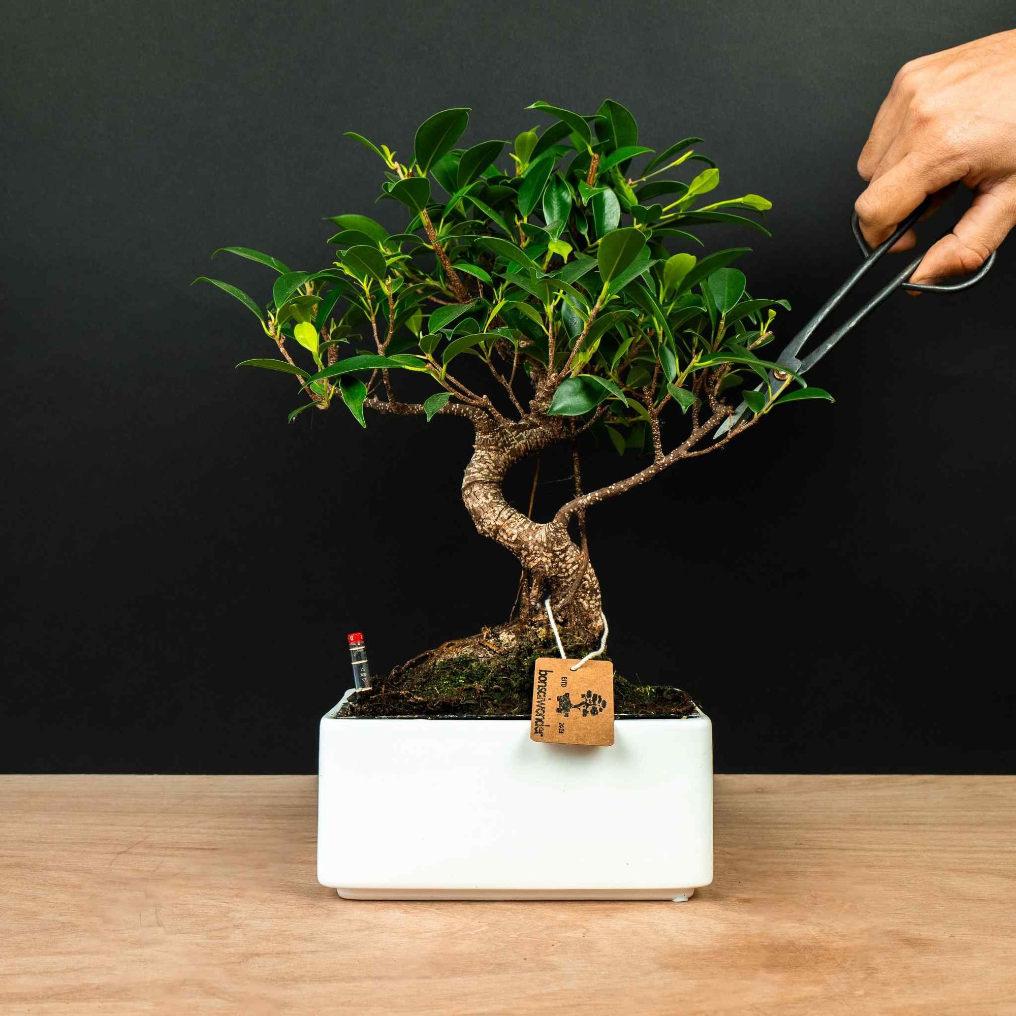 Entretien des bonsas - Lisez ici tout sur l'entretien des Bonsai   bonsaiwonder