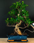 Kit de démarrage Ficus - complet