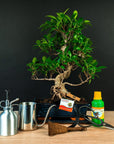 Kit de démarrage Ficus - complet