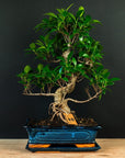 Kit de démarrage Ficus - essentiel