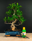Kit de démarrage Ficus - essentiel