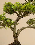 ILEX Classique