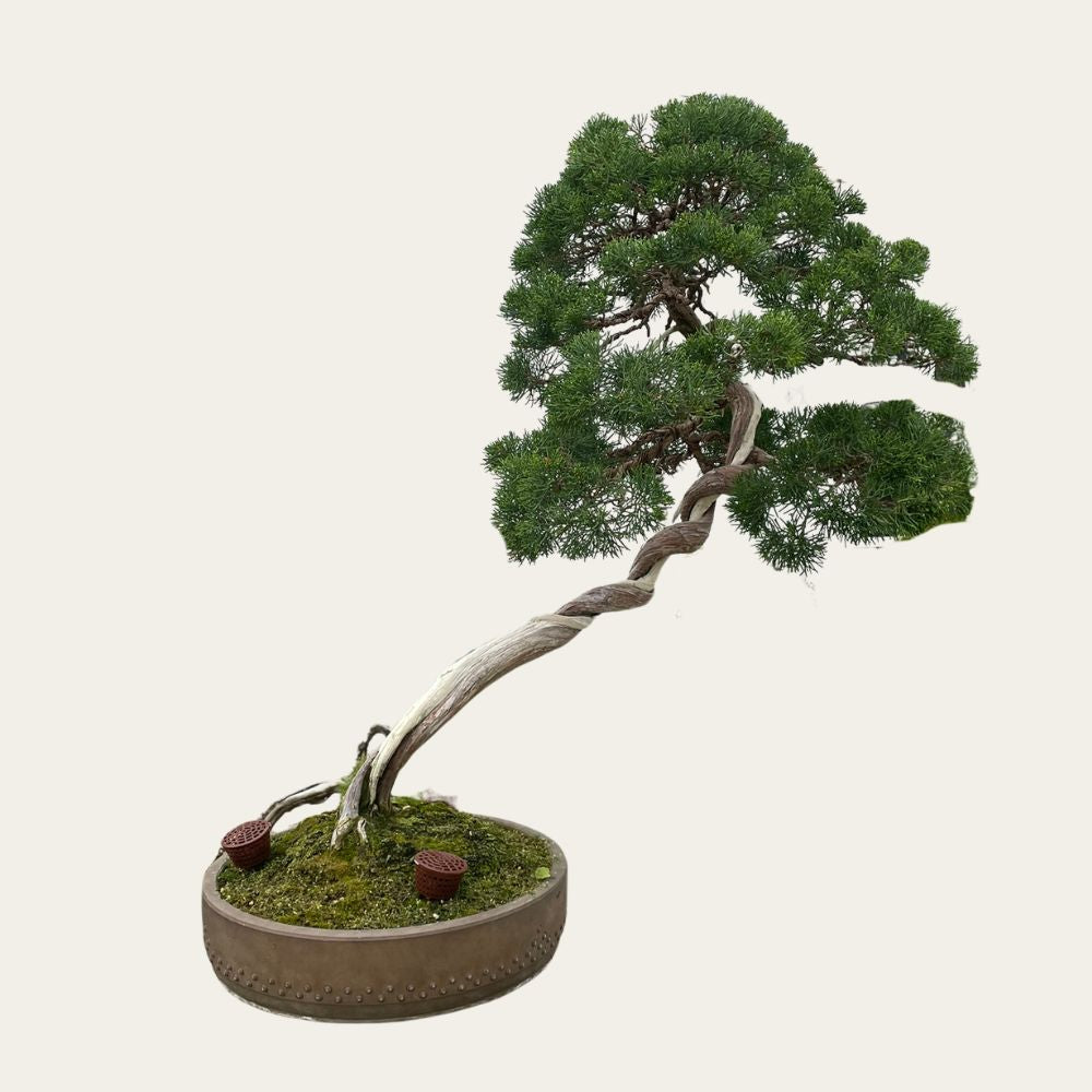 Juniperus Nr.34