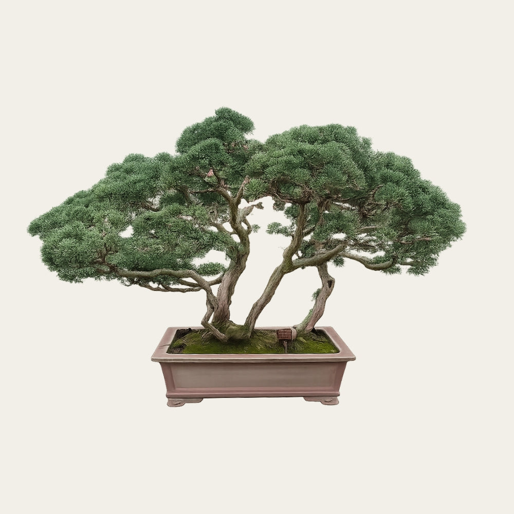 Juniperus Nr.35