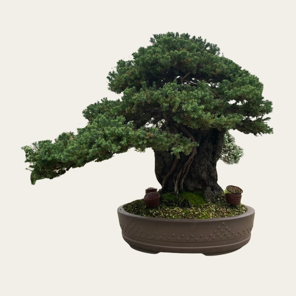 Juniperus Nr.36