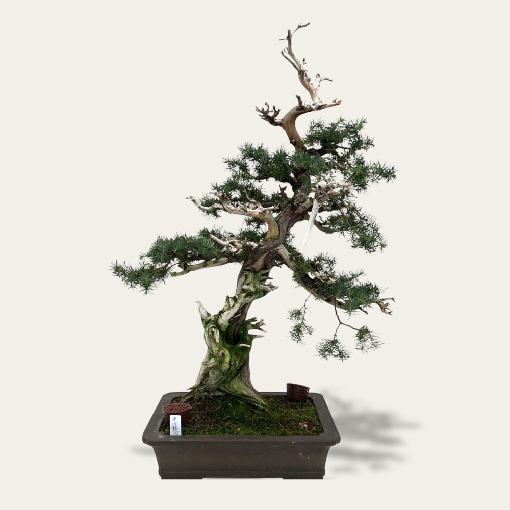 Juniperus Nr.42